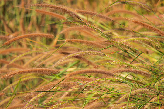 Pennisetum Setaceum, Commonly Known As Crimson Fountaingrass.