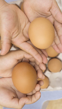 brown egg, chicken egg in a tray, pack of eggs