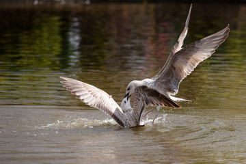 Herring Gull - Fight