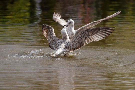 Herring Gull - Fight