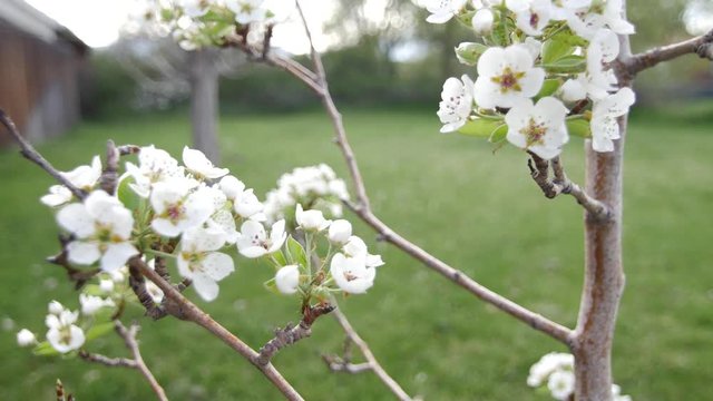 Pear blossoms sway in the breeze in Zion National Park.