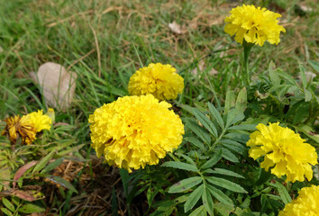 calendula farm