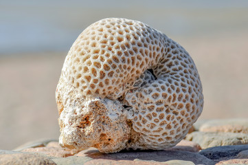 Dry large coral closeup  