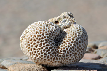 Dry large coral closeup  