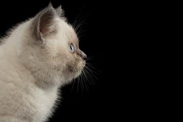 Closeup Scottish Straight Colorpoint Kitten in Profile view, Black Isolated