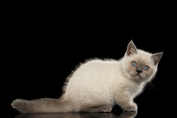 Scottish Straight Colorpoint Kitten Side view Isolated on Black