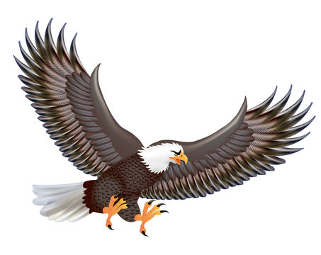 Illustration of the mighty predator eagle in flight isolated on