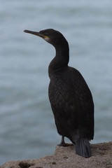 Cormorant, Phalacrocorax carbo