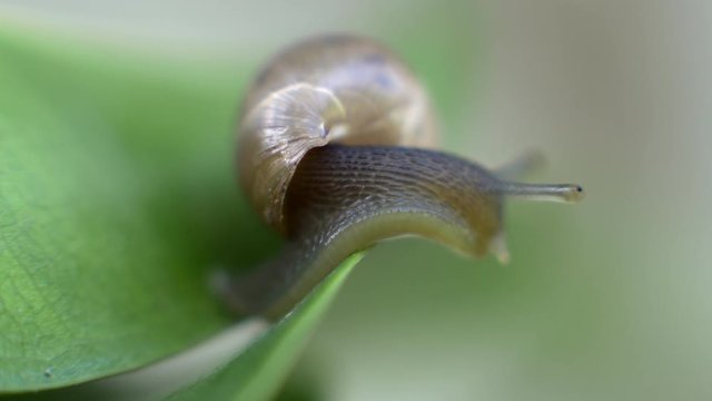 Macro close up of a snail looking downward on a leaf