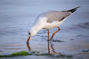 Grey-headed Gull on a beach in Paracas Bay, Peru