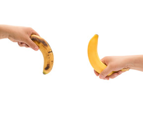 hands holding a fresh banana up and a over-ripe one down like mens penis as potency concept with clipping path