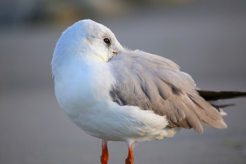 Grey-headed Gull on a beach in Paracas Bay, Peru