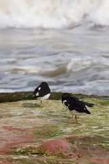 Oystercatcher