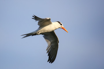 Royal tern (Thalasseus maximus) flying above Paracas Bay, Peru. Paracas Bay is well known for its abundant wildlife.