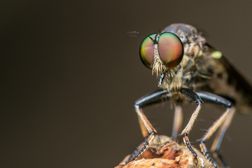 Robber fly / An extreme macro shot of a robber fly / Close up of robber fly (Asilidae) or assassin...