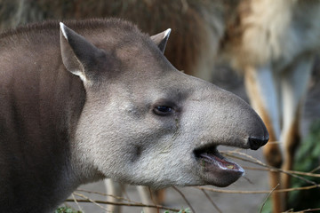 Fototapeta premium Tapir