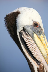 Portrait of Brown Pelican in Paracas Bay, Peru