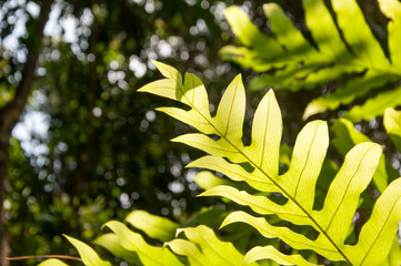 Fototapeta na wymiar Oak-Leaf fern, Drynaria