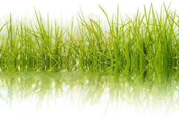 Obraz premium flore aquatique, marais 