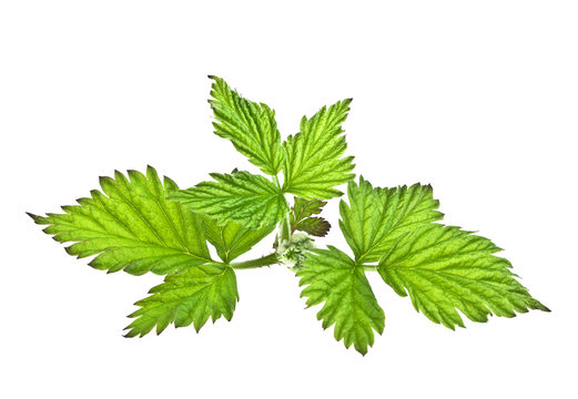 Raspberry leaves isolated on a white background