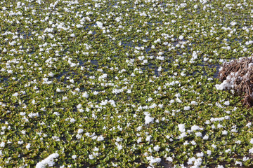 Green freshwater  river algae in hoarfrost in the spring