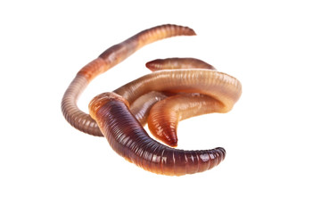 Earth worms isolated on white background
