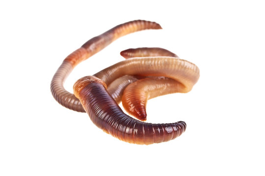 Earth worms isolated on white background