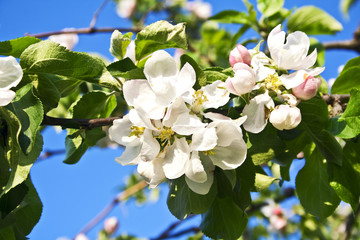Beautiful flowering apple trees. background with blooming flower