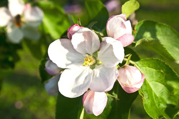 Obraz premium Beautiful flowering apple trees. background with blooming flower