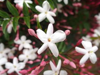 ハゴロモジャスミンの花