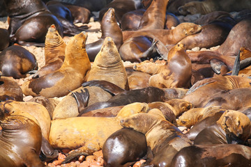 Colony of South American sea lions in Ballestas islands Reserve