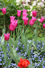 Fototapeta premium Many Colorful tulips bloom on Lake Maggiore in the spring, Italy 
