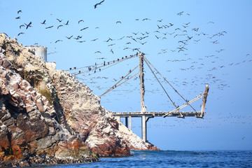 Old pier with birds in Ballestas Islands Reserve in Peru