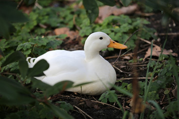 Obraz premium White duck