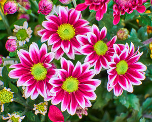 purple and pale white chrysanthemums closeup in the garden