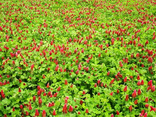 ベニバナツメクサ