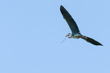 小枝を運ぶアオサギ

