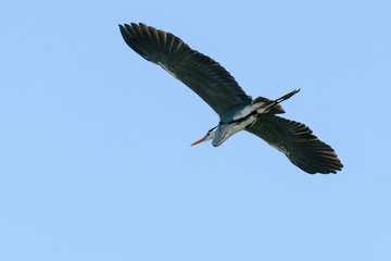 Obraz premium 飛ぶアオサギ 