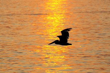 Silhouetted pelican at sunrise in Paracas National Reserve, Peru