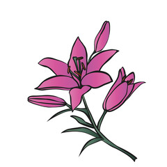  Lily on white background.