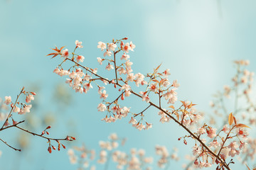 Wild Himalayan Cherry spring blossom