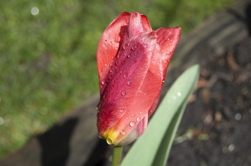 Cup pink tulip after the rain
