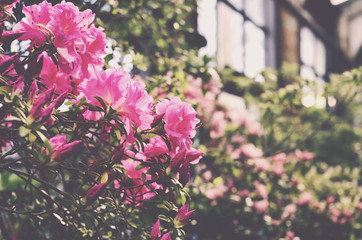 Blooming pink rhododendron in botanical garden terrace