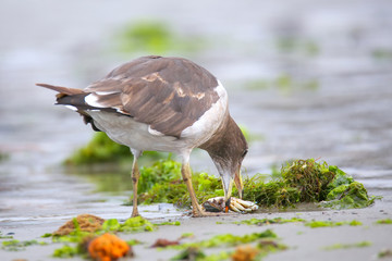 Belcher's Gull eating crab on the beach of Paracas Bay, Peru