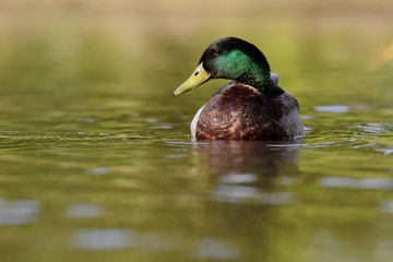 Mallard, Duck, Anas platyrhynchos
