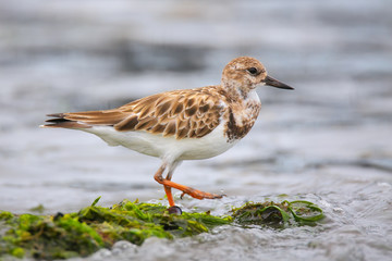 Ruddy Turnstone on the beach of Paracas Bay, Peru