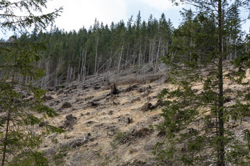 Fototapeta premium Forest being cut down turning into a dry lifeless field