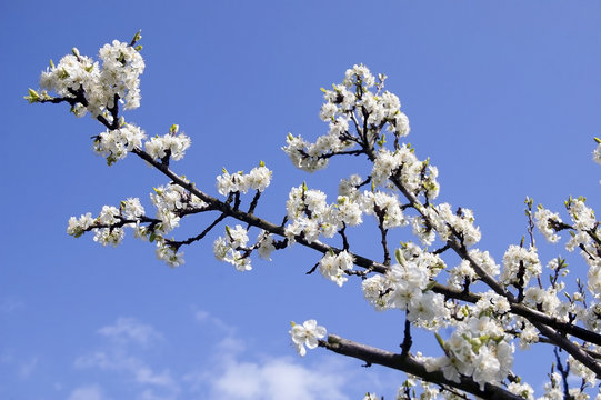 Branch with white flowers plum