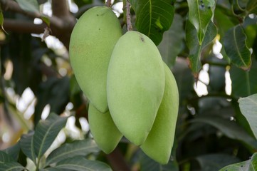 green mango fruit