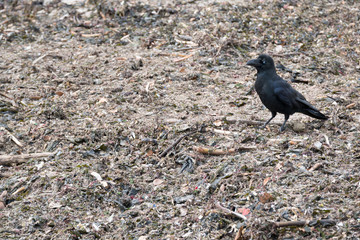 Obraz premium Crow